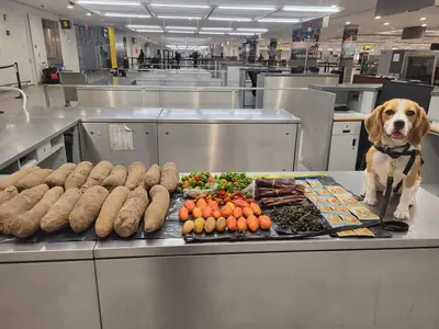 CBP K9